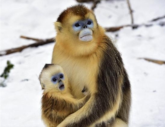 小金丝猴看见雪时呆萌表情