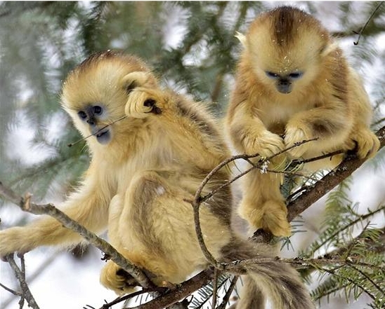 两只金丝猴在啃松树枝