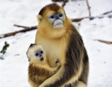 英孚双语课堂：猴宝宝与雪的初次遇见